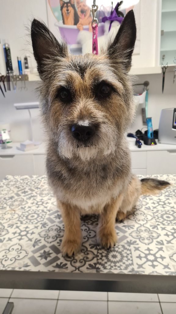 Jean Terrier-Schäferhund Mix