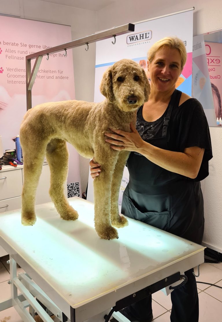 Labradoodle Maja fertig gestyled