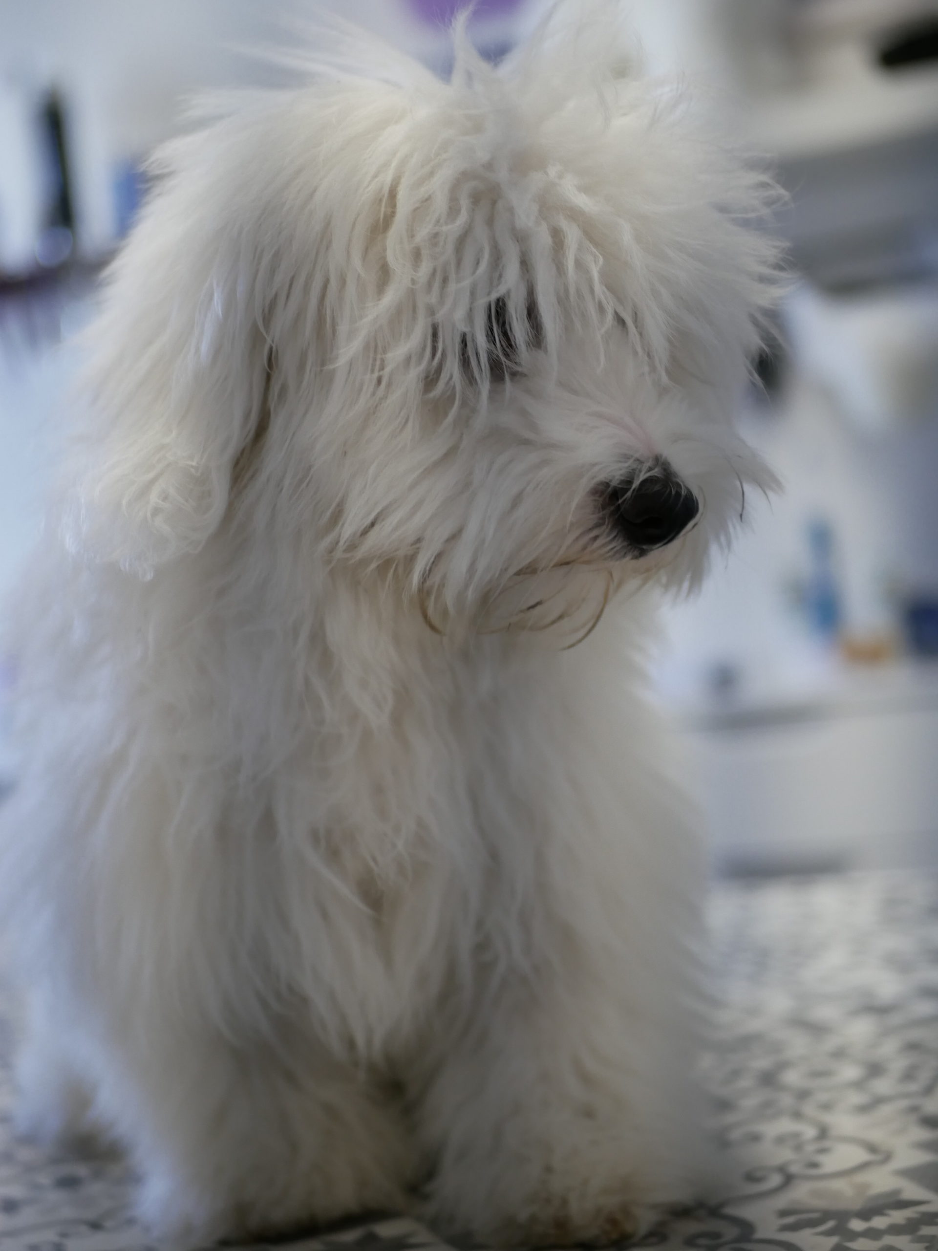 Junger Malteser bei seinem ersten Termin im Hundesalon