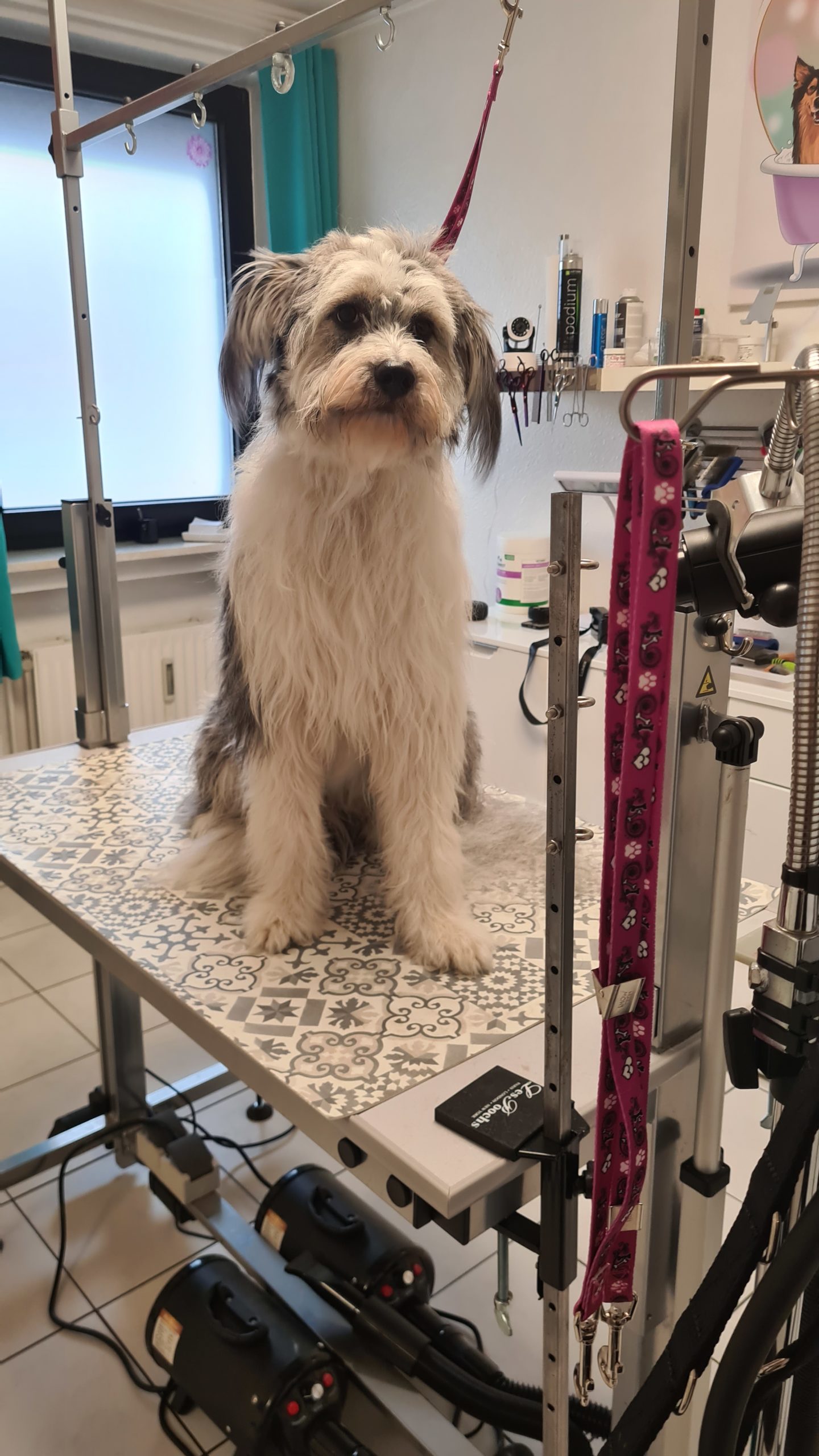 Junge Mischlingshündin bei ihrem ersten Termin im Hundesalon
