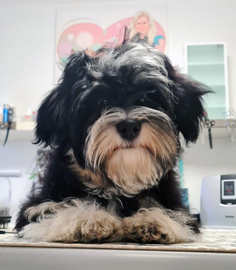 Havaneserhündin Debby nach der Welpeneingewöhnung im Hundesalon