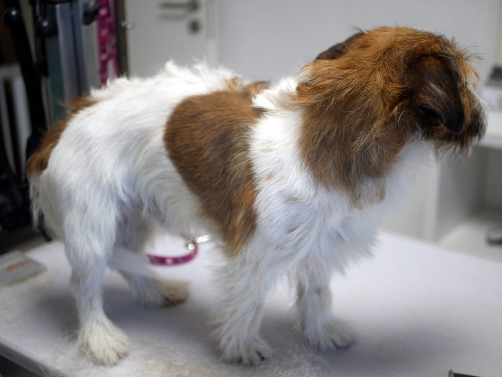 Rauhaariger Terrier mitten im Handtrimmen: hinten schon getrimmt, vorne noch mit langem Deckhaar