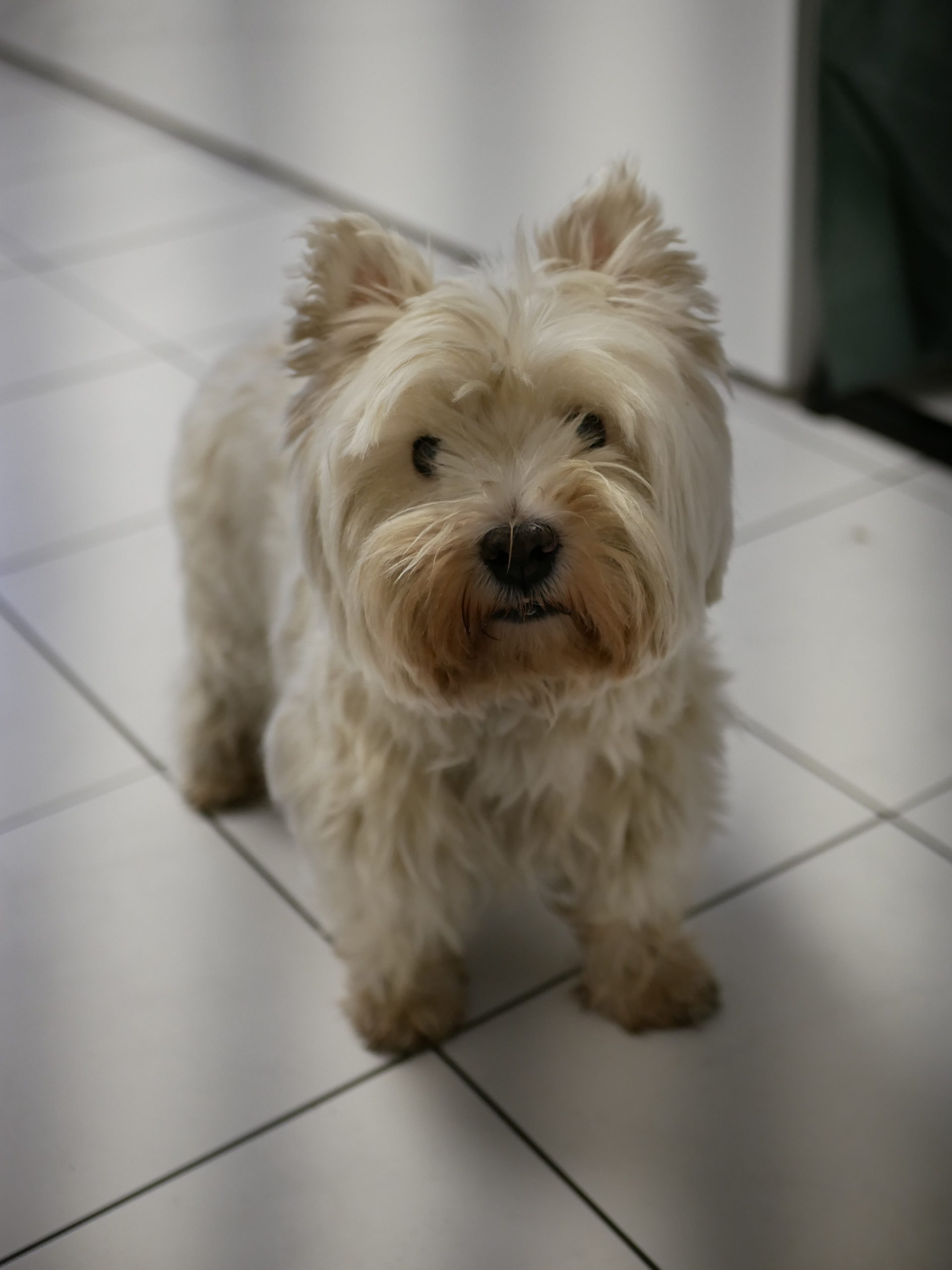 West Highland White Terrier Murphy vor dem Trimmen, das Deckhaar ist ausgereift