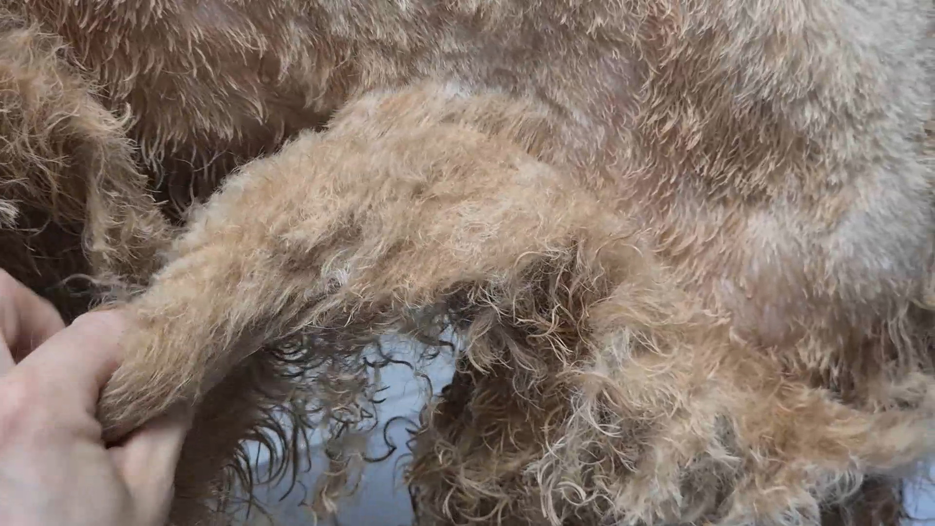 Zusammenhängende Filzplatte steht wie ein Teppich vom Hund ab