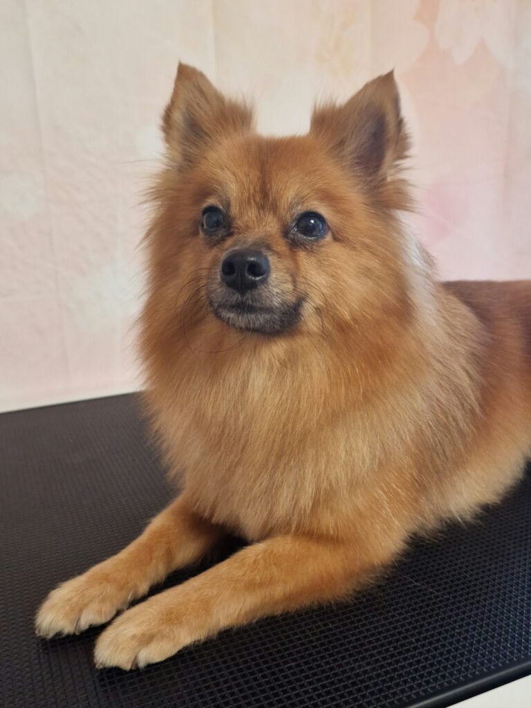 Kleiner rotbrauner Spitz liegt mit flauschigem Fell auf der Matte des Pflegetischs