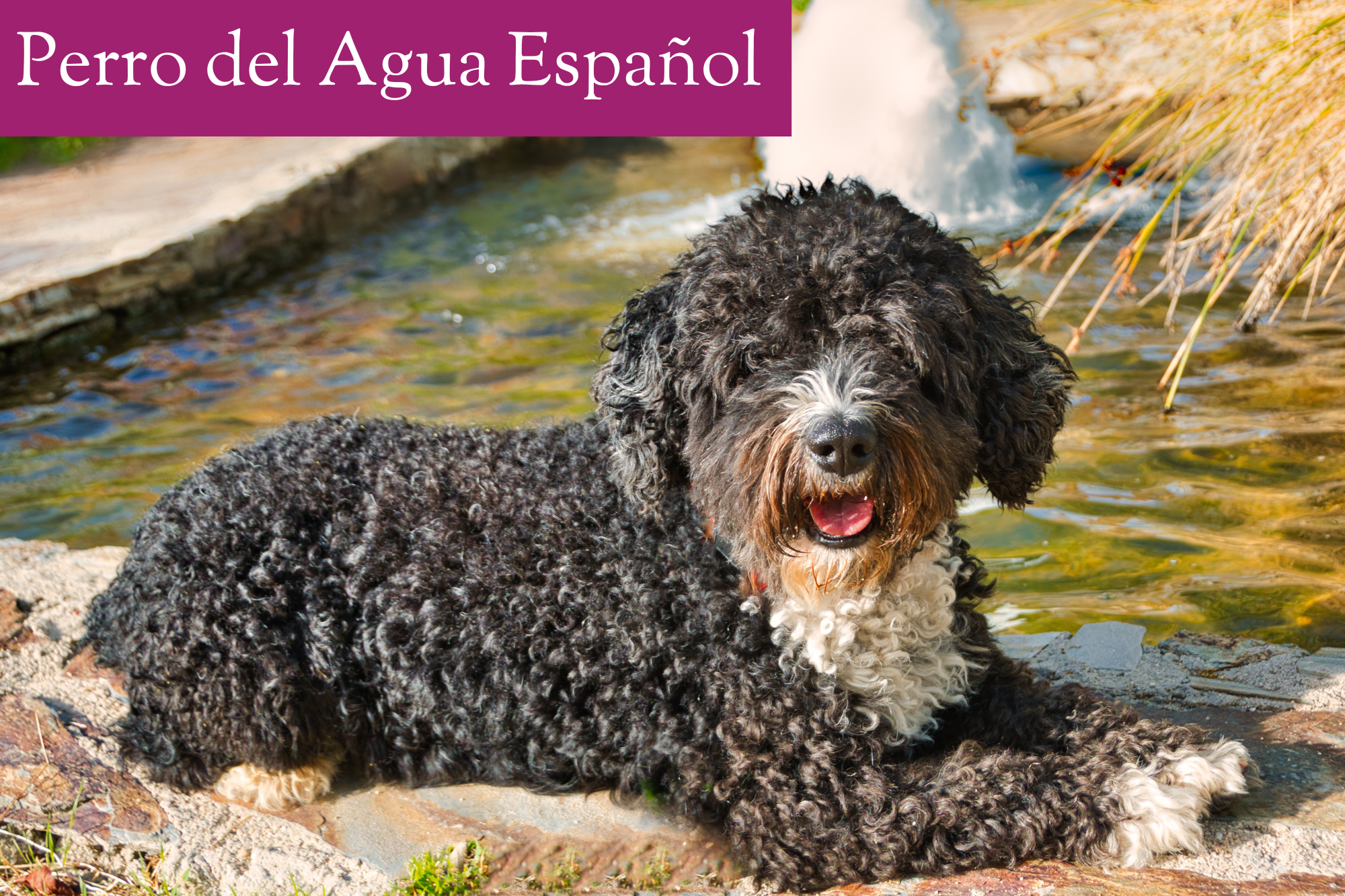 Perro del Agua Español