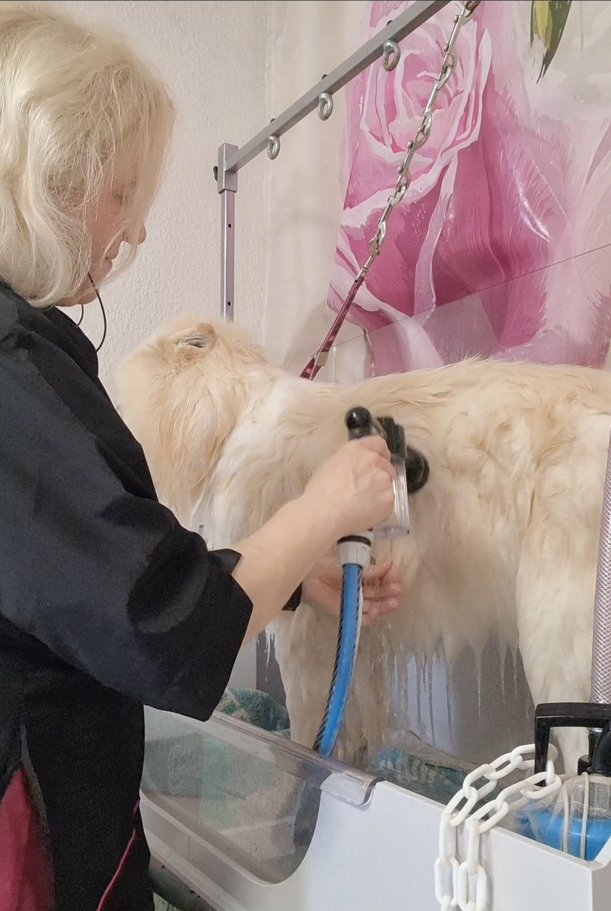 Samojede baden im Salon