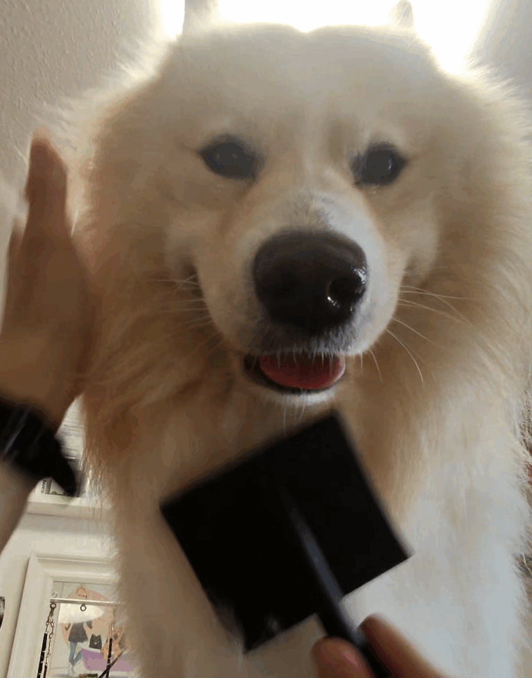 Samojede im Hundesalon